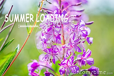 Summer loading flowers in the field, purple flowers. The beginning of a new season Stock Photo