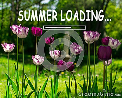 Summer loading flowers in the field, tulips. The beginning of a new season Stock Photo