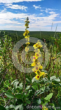 Summer Lovely yellow roses saw in my natural travel in Russia Stock Photo