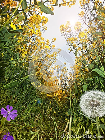 Summer Meadow Stock Photo