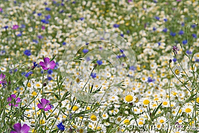 Summer meadow Stock Photo