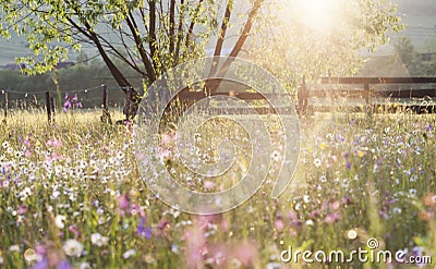 Summer meadow full with daisies after rain Stock Photo