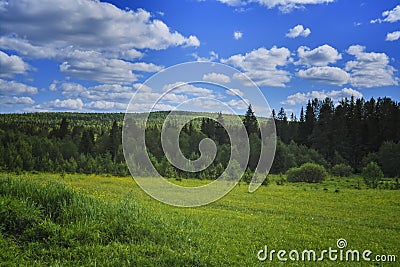 Summer meadow landscape with green grass and wild flowers on the background of a coniferous forest and blue sky. Stock Photo