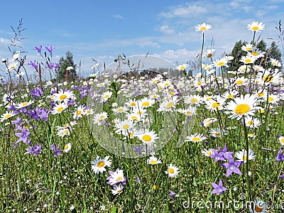 Summer meadow, Lithuania Stock Photo