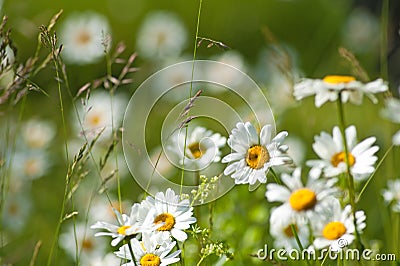 Summer Meadow Stock Photo