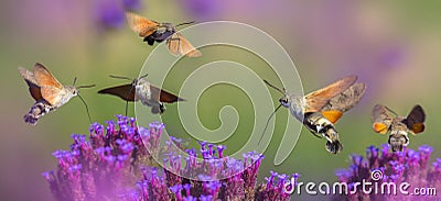 Summer meadow with red poppies and Hawk Moths Hummingbirds Stock Photo