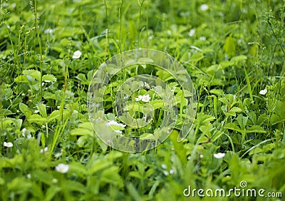 Summer meadow with strawberry flowers Stock Photo