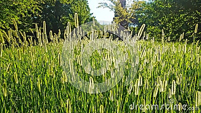 Summer meadow surrounded by trees. Lush green grass with tall fluffy spikelets Stock Photo