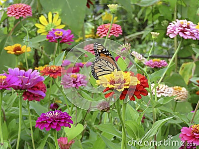 Summer Monarch Butterfly in the Zinnia Garden Stock Photo