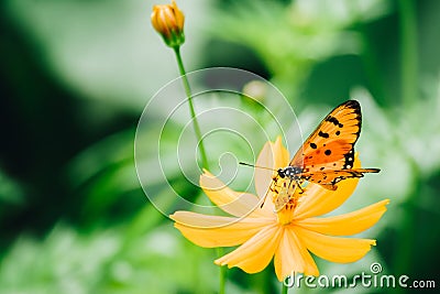 à¸ºButterfly Stock Photo