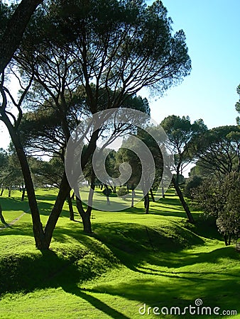 Summer morning soft shadows on meadow Stock Photo