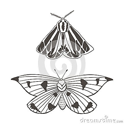 Summer moth vector set Vector Illustration