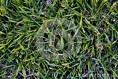 Summer mown grass texture, top view, rich green background Stock Photo