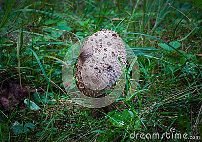 Summer mushrooms of central Russia Stock Photo