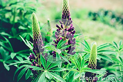 Summer natural background. Blooming purple lupine flowers. Moody bold colors. Beautiful nature scene Stock Photo