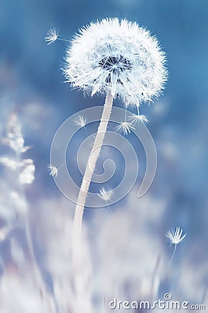 Summer natural floral background. White dandelions and seeds on a blue and pink background. Soft focus. Stock Photo