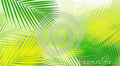 Summer and nature background with blur coconut leaf.fresh green tropical garden.For key visual banner Stock Photo