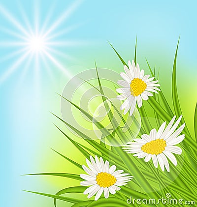 Summer nature background with daisy, grass, blue sky, sunny rays Vector Illustration