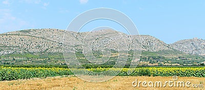 Summer nature landscape including sunflower field and mountains Stock Photo