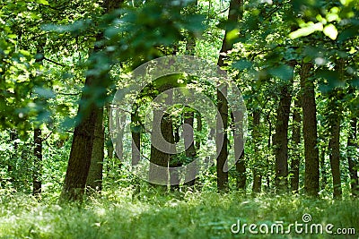 Summer oak forest Stock Photo