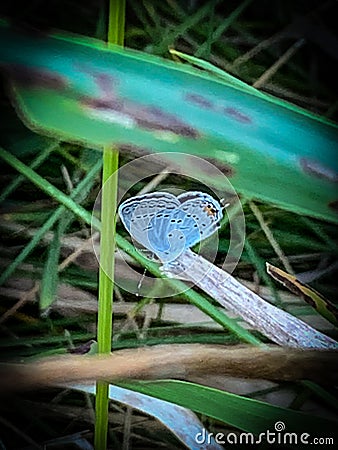 Summer in Omaha, Eastern tailed Blue butterfly Cupido comyntas at Ed Zorinsky lake park, Omaha, Nebraska, USA Stock Photo