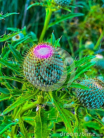 Summer in Omaha, Flowering buds of purple thistle flower Ed Zorinsky Lake Park Omaha NE Stock Photo