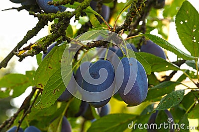 Summer in the orchard. Branch of a plum tree with lots of fruit Stock Photo