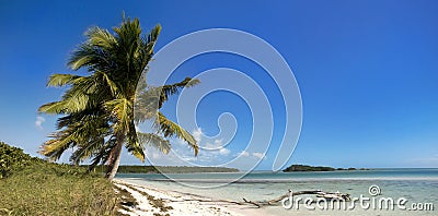 Summer panoramic landscape with palm trees Stock Photo