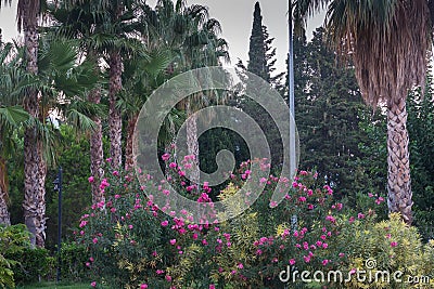 Summer Park with trees, flowers, mountains and palm trees in Antalya, Turkey. Just before sundown. Stock Photo