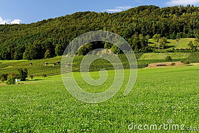 Summer pastoral landscape in Switzerland Stock Photo