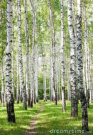 Summer pathway in the sunny birch forest Stock Photo