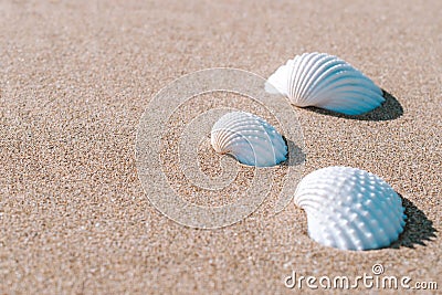 Summer pattern background. Seashells, shells on sand tropical sea beach. Vacation backdrop with space for the text. Stock Photo