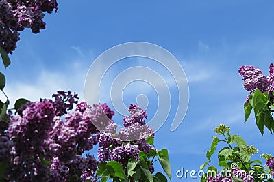 A fragrant lilac against the sky Stock Photo