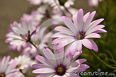 Summer pink camomiles flower bush. Garden live flowers Stock Photo