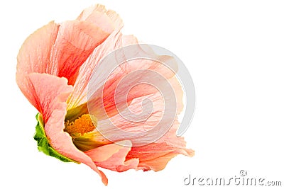 Summer pink flower Stock Photo