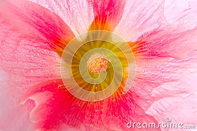 Summer pink flower Stock Photo