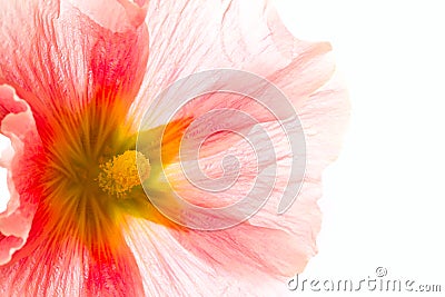 Summer pink flower Stock Photo