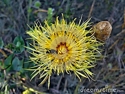 Unusual beauty yellow flower attracts the eye Stock Photo