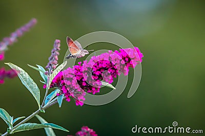 Summer poetic photo. Hummingbird hawk-moth floats around flowering summer lilac butterfly bush and sucks a nectar. Stock Photo