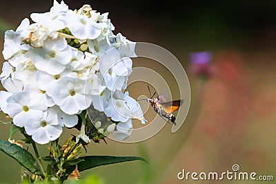 Summer poetic photo. Hummingbird hawk-moth floats around white summer flower Stock Photo