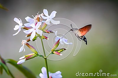 Summer poetic photo. Hummingbird hawk-moth floats around white summer flower and sucks a nectar Stock Photo