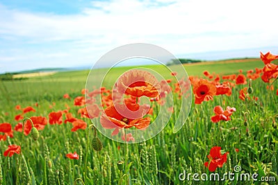 Summer poppies in the fields Stock Photo