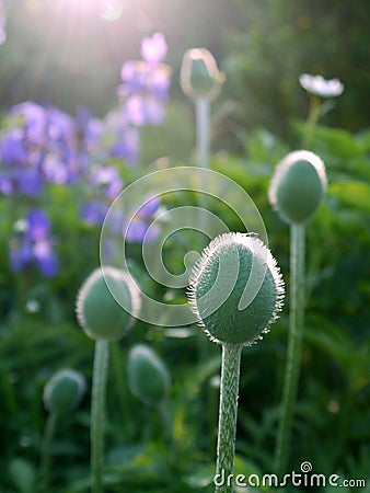 Summer: poppy buds at dawn Stock Photo