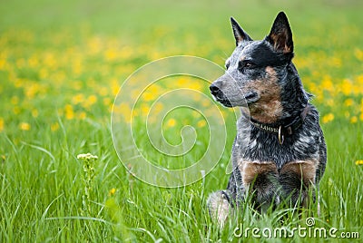 Summer portrait of Australian Cattle Dog Stock Photo