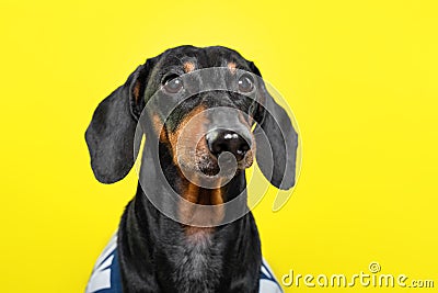 Summer portrait of a cute breed dog, black and tan, wear a t-shirt, on a colorful yellow background Stock Photo