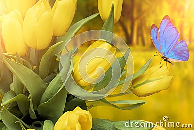 Summer postcard. yellow tulips with blue butterfly in the park in summer Stock Photo