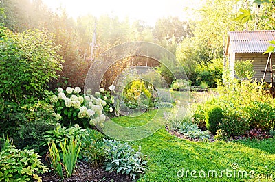 Summer private garden with blooming Hydrangea Annabelle. Stock Photo