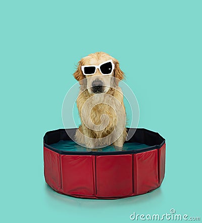 Summer puppy dog. Labrador retriever inside of a portable swimming pool wearing sunglasses. Isolated on blue background Stock Photo