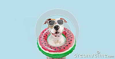 Summer puppy. Happy american Staffordshire dog watermelon ring flotation device. Isolated on blue background Stock Photo