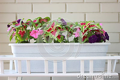 Summer purple flowers and green leaves in a large long pot Stock Photo